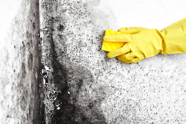 Best Attic Mold Remediation in Fernandina Beach, FL