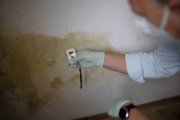 Best Mold Testing and Inspection Services in Fernandina Beach, FL