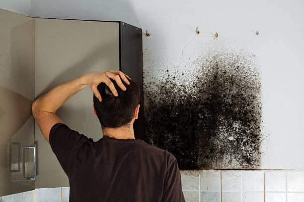 Best Industrial Mold Remediation in Fernandina Beach, FL